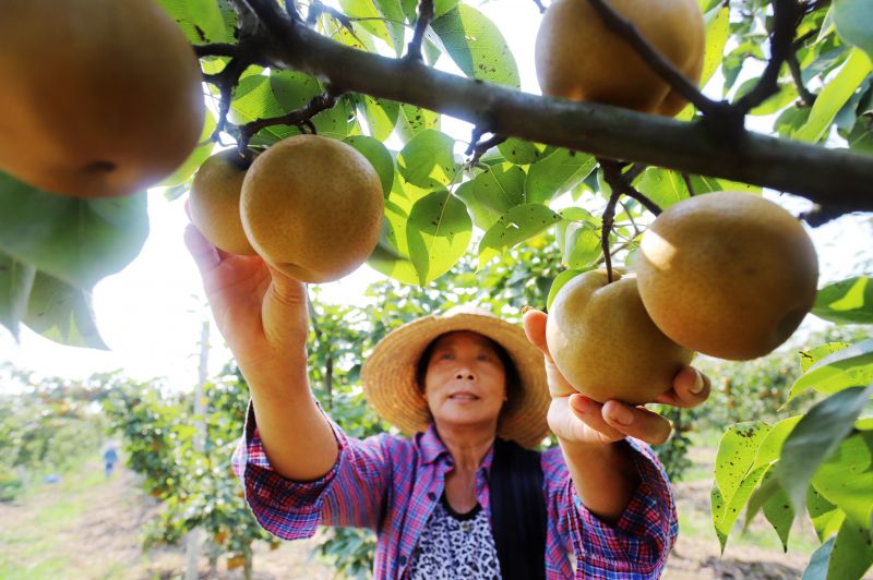 江西安福：蜜梨基地硕果垂枝