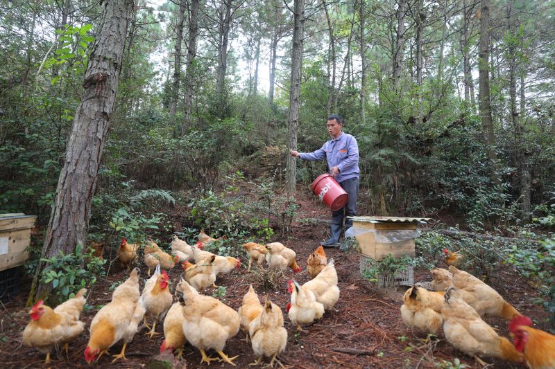 江西莲花：勤劳种养奔小康