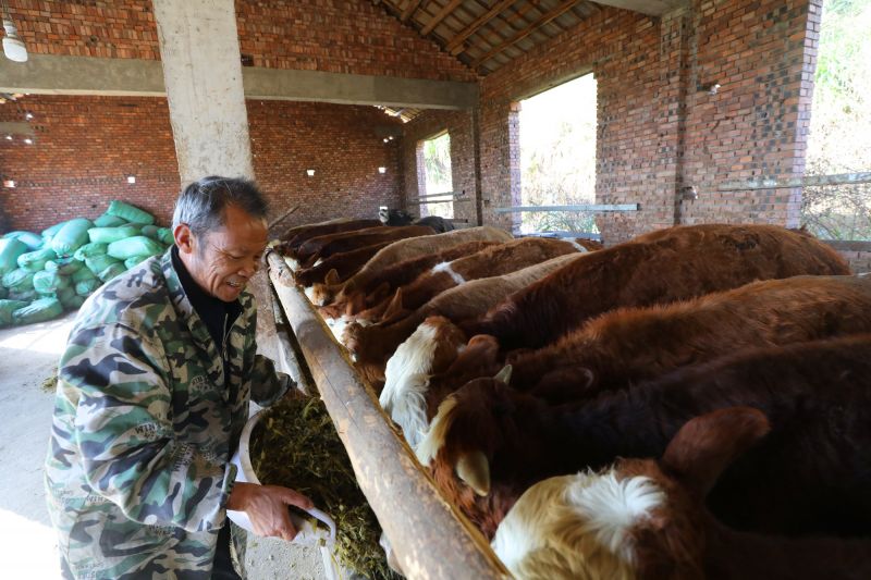 江西莲花：“扶贫牛”寄养托管助力贫困群众稳定增收