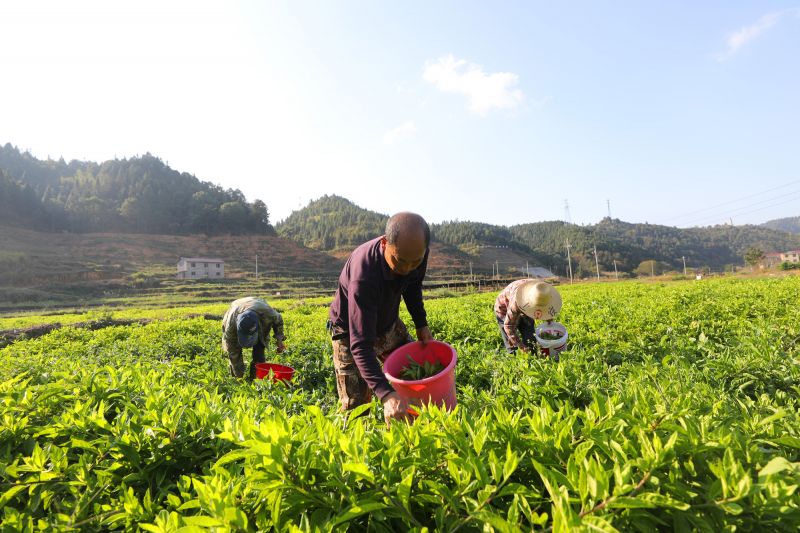 江西莲花：贫困户变“股东”