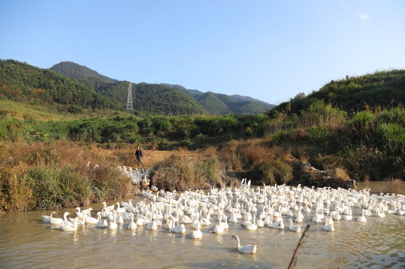 江西莲花：白鹅养殖助脱贫