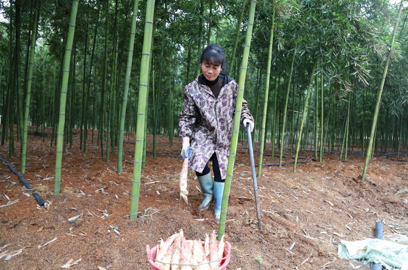 江西莲花：采收雷竹笋“抢鲜”上市