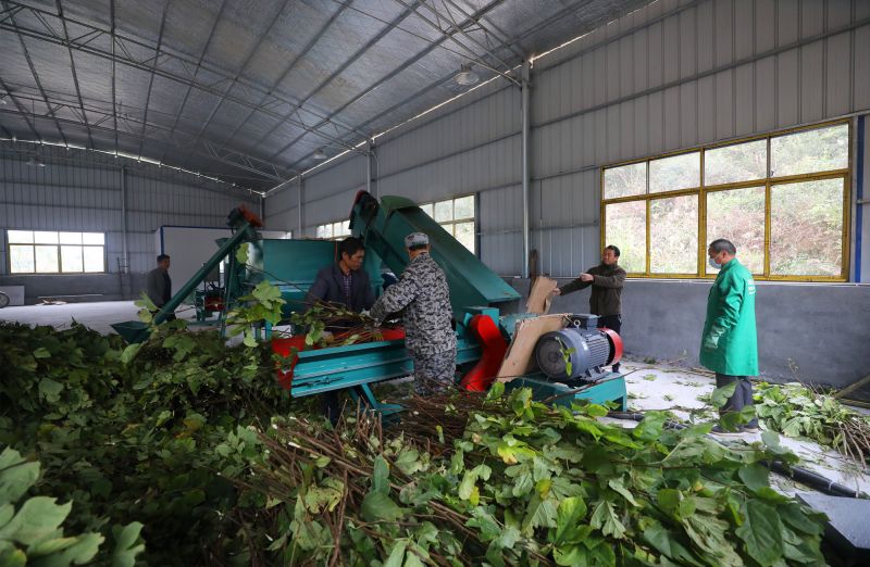 江西莲花：构树种植加工一条龙 助推脱贫攻坚