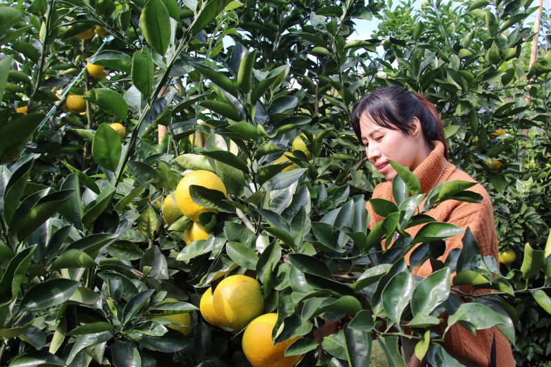江西遂川：种植经果林鼓起农民致富的“钱袋子”