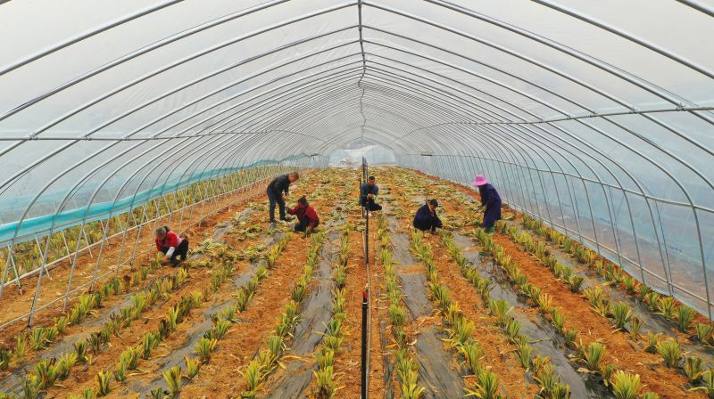 江西泰和：凤梨种植忙