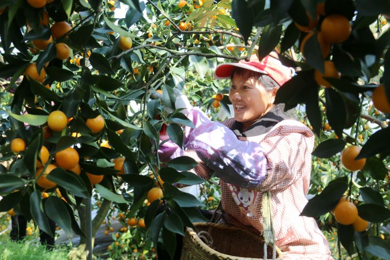 江西遂川：金桔丰收成农民增收致富的“金蛋蛋”