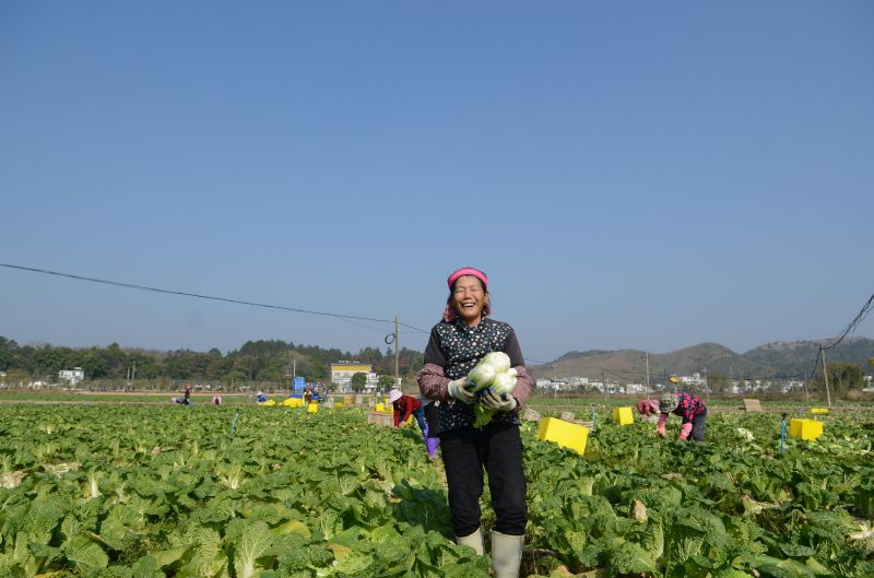 江西全南：蔬菜丰收 农民增收致富