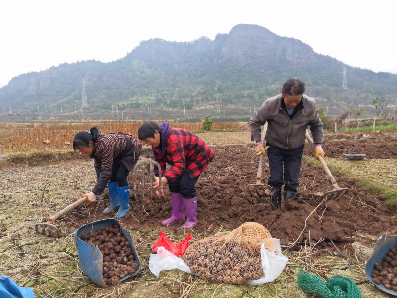 江西石城县：“一村一品”带领村民奔富路