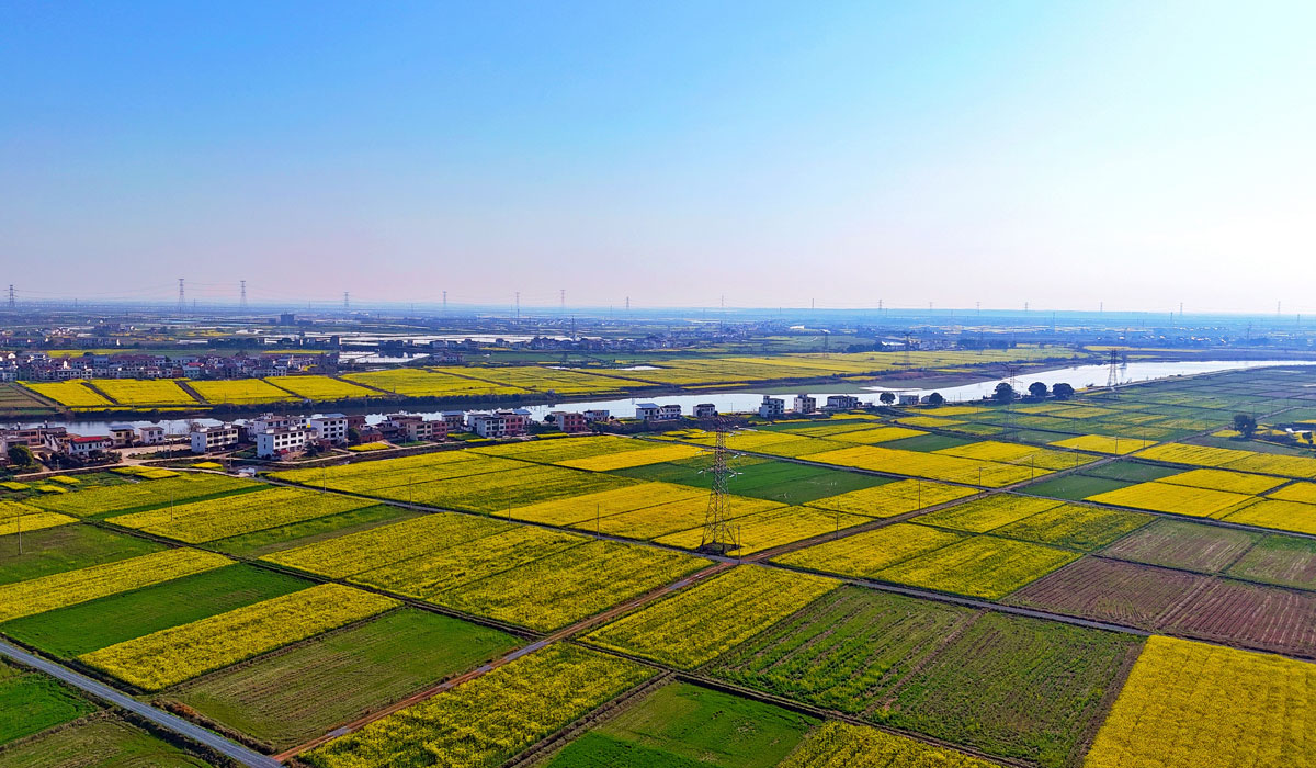 赣江新区：油菜花开乡村美