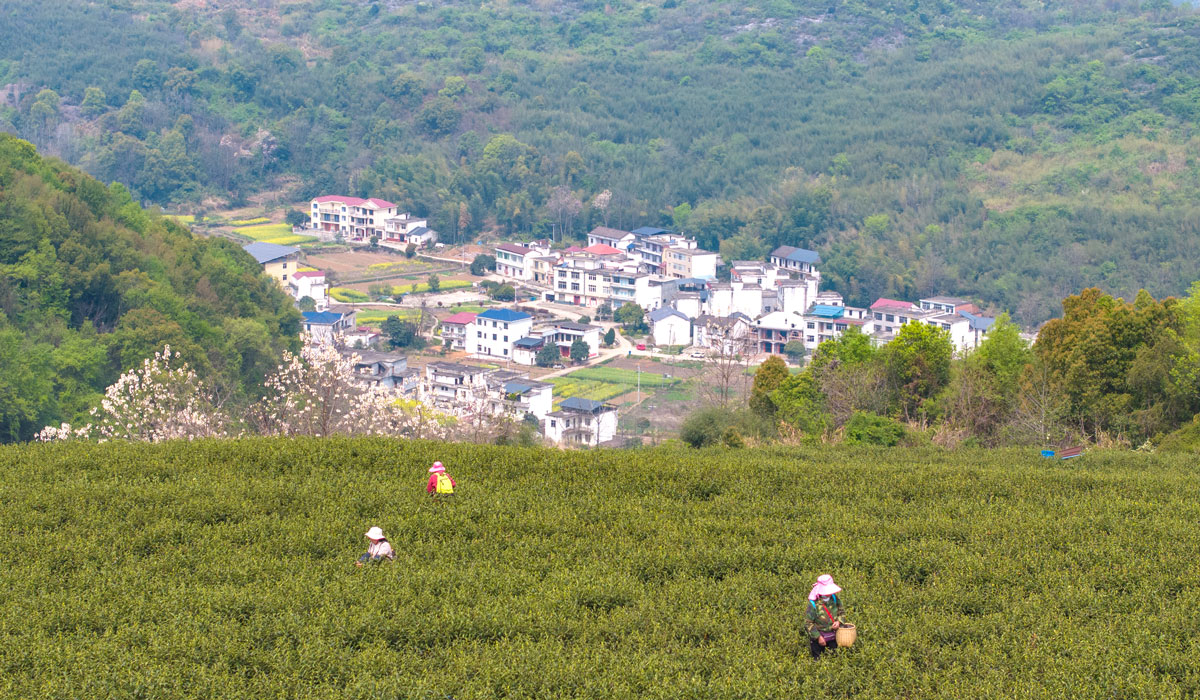 江西瑞昌：种植黄金芽  拓宽致富路