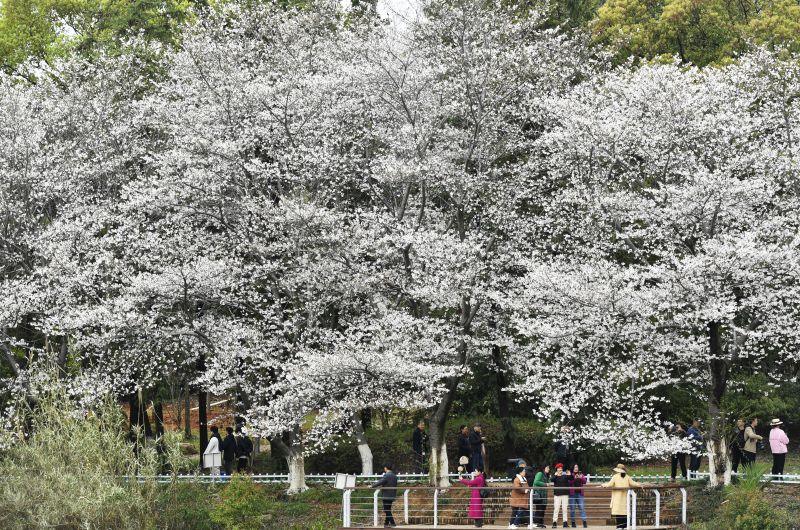 江西南昌：“樱约而至”  省林科院樱花迎来盛花期