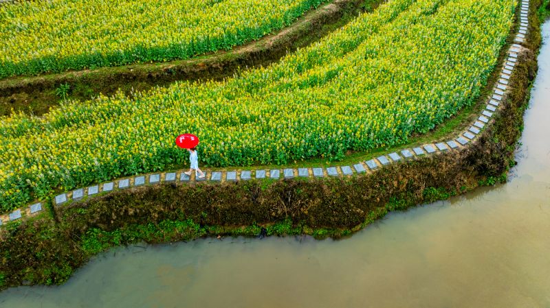 【视频】江西峡江：油菜花开春光美 农旅融合促振兴