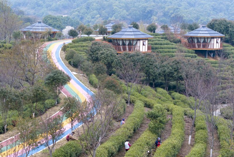 采摘春茶