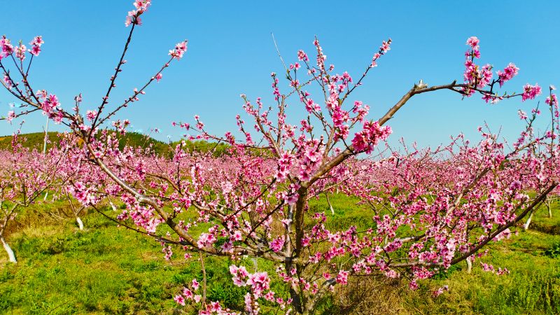 江西泰和：灼灼桃花开  风景美如画