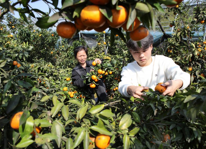 江西宜春：“错时”种植助农增收