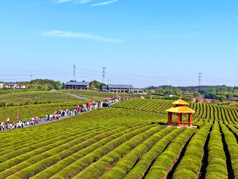 江西赣江新区：茶旅融合迎客来