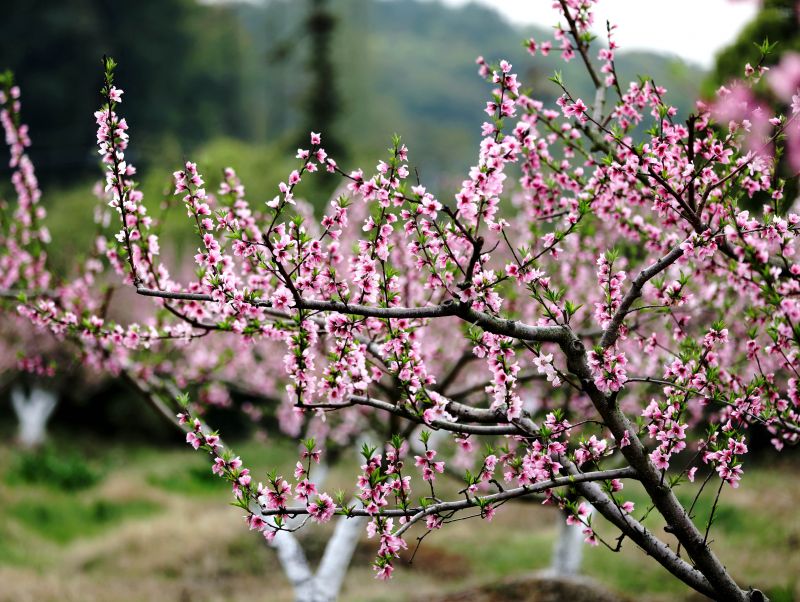 江西分宜：春日桃花绽放