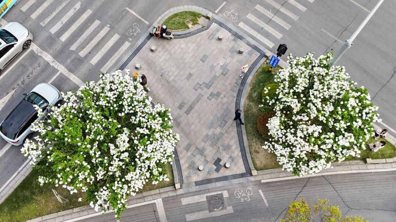【视频】江西南昌：木绣球花开 扮靓城市风景