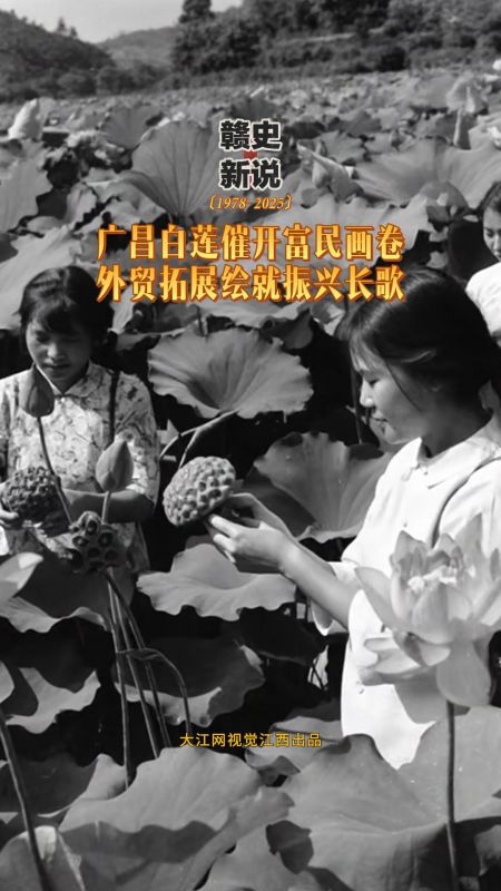 【赣史新说】广昌白莲催开富民画卷 外贸拓展绘就振兴长歌