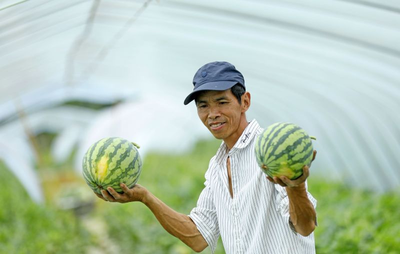 江西泰和：西瓜采收忙