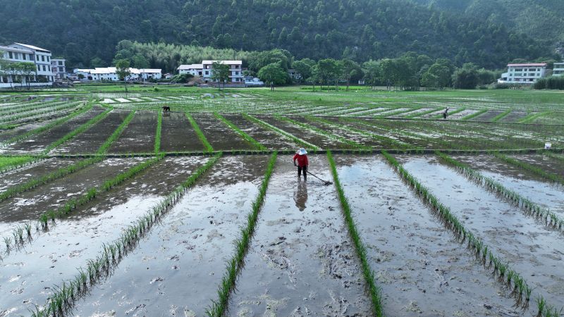 江西遂川：田畴间绘农忙画卷