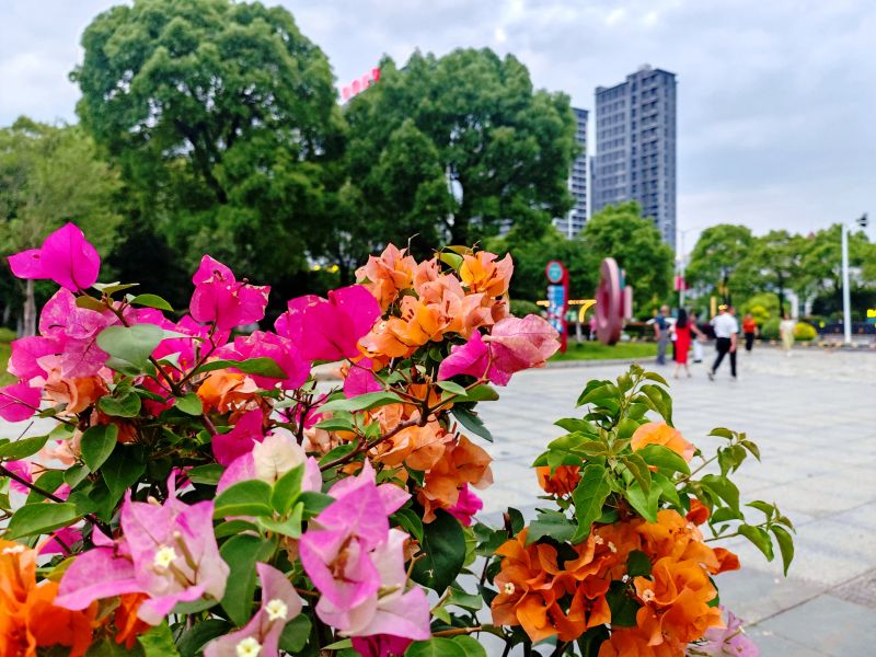江西分宜：多彩三角梅 绘就小城夏日画卷
