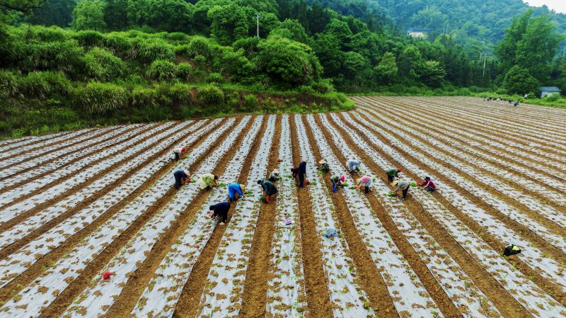 江西新余：种植辣椒助农增收