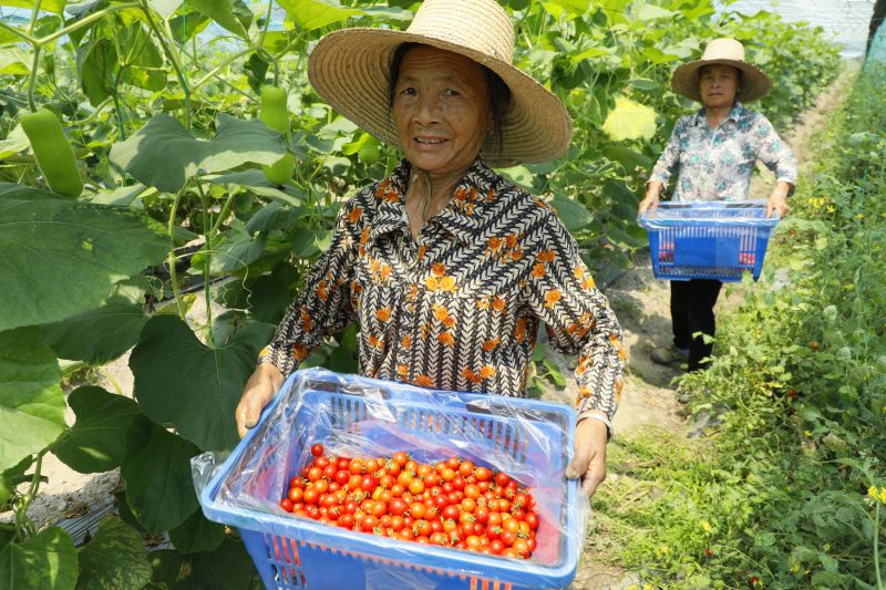 江西泰和：圣女果采摘忙