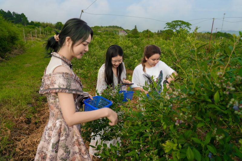 【视频】江西峡江：蓝莓采摘忙 奏响乡村振兴乐章