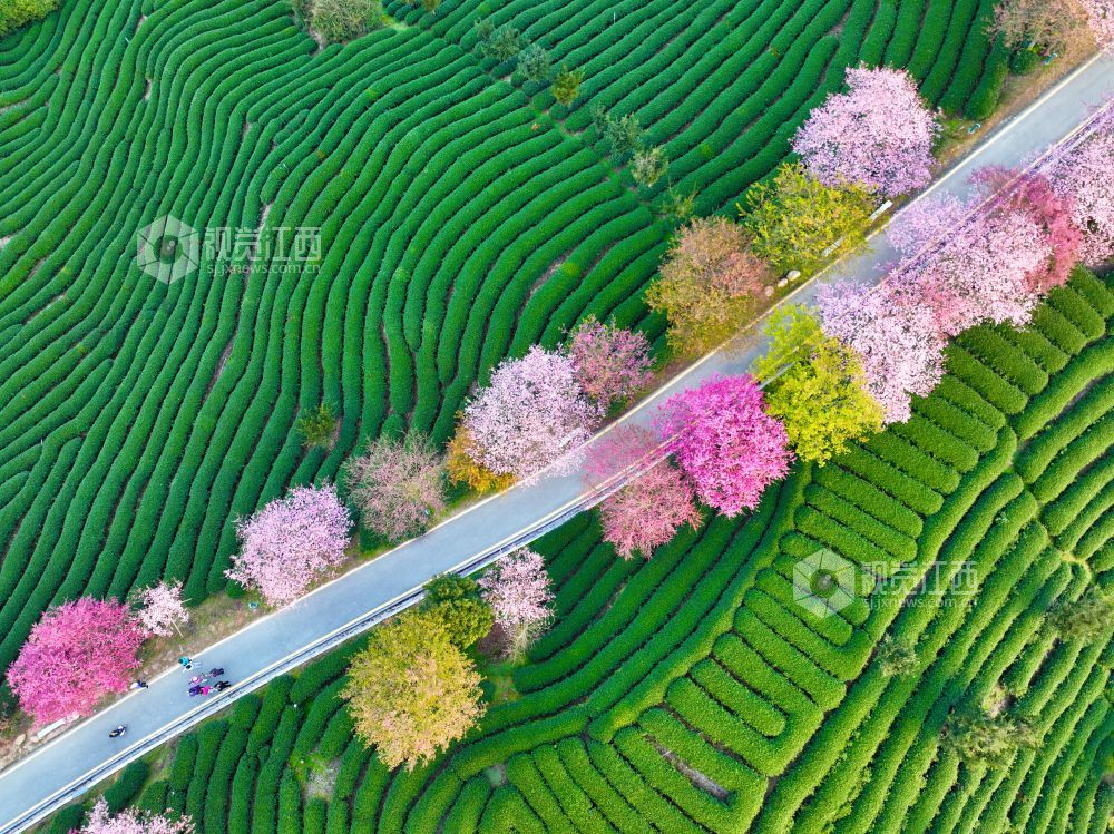 这是2023年2月17日在福建省漳平市永福镇的台缘山庄永福?；ㄔ芭纳愕囊蛔榛?。