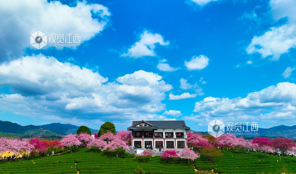 这是2023年2月17日在福建省漳平市永福镇的台缘山庄永福?；ㄔ芭纳愕囊蛔榛妗? bigimg=