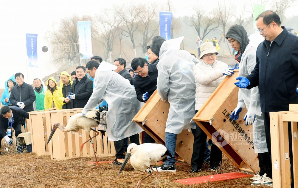 2024年1月8日，一群鸿雁在江西省鄱阳县鄱阳湖畔觅食嬉戏。
