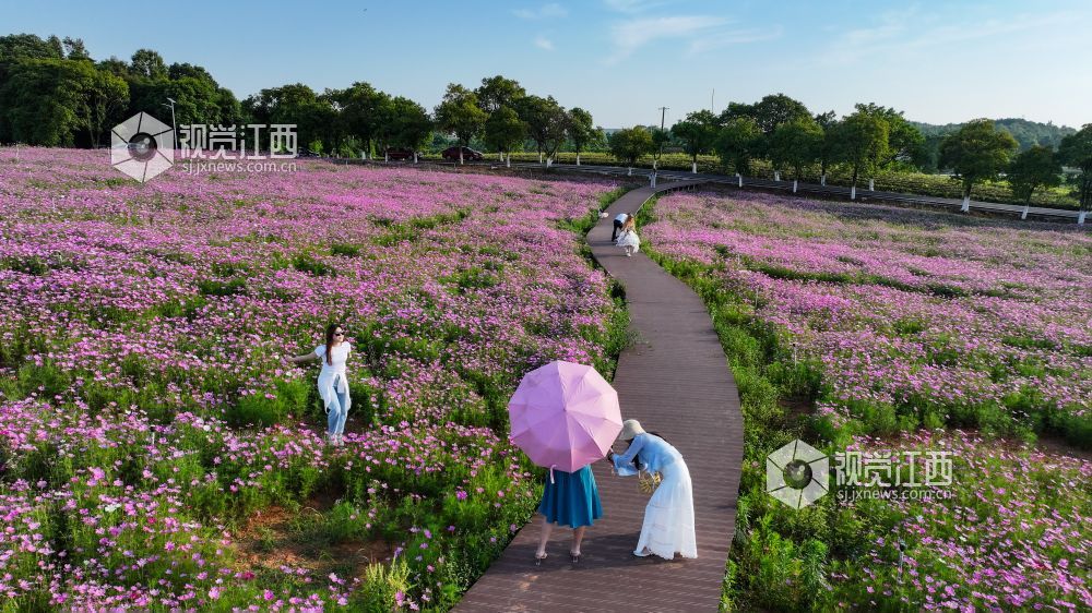 2025年5月13日，江西省吉安市吉州区兴桥镇丰田景区，大片格?；êＲ戳酥诙嘤慰屠凑饫锎蚩ㄅ恼眨谌萌嗣窃谡饫锔惺芑ê５睦寺胄腋?。